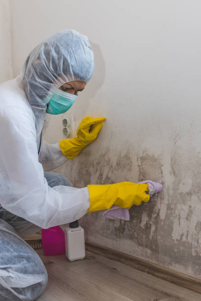 Environmental Consulting for Mold Prevention in Tallmadge, OH