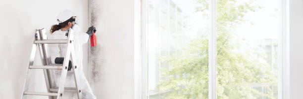 Best Mold Damage Restoration  in Tallmadge, OH